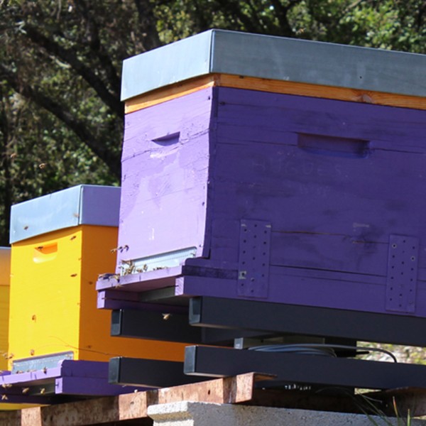 Connected Hive Scale - 